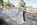 Bride, Groom